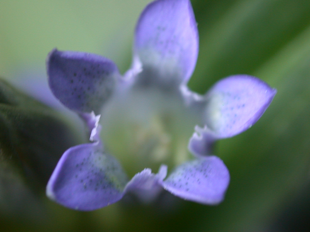 Gentiana cruciata / Genziana crociata